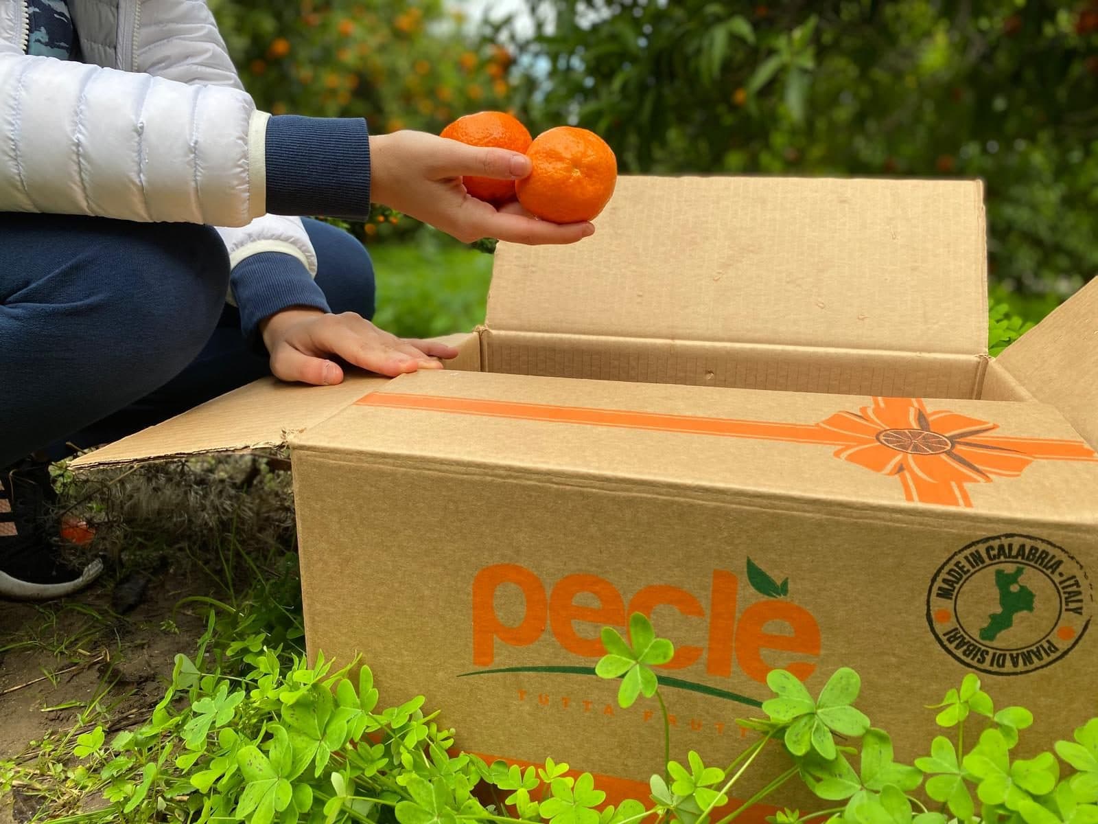 Mani con clementine appena raccolte accanto alla cassetta Peclè