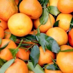 Clementine Caffin di Calabria, agrumeto Peclè Piana di Sibari