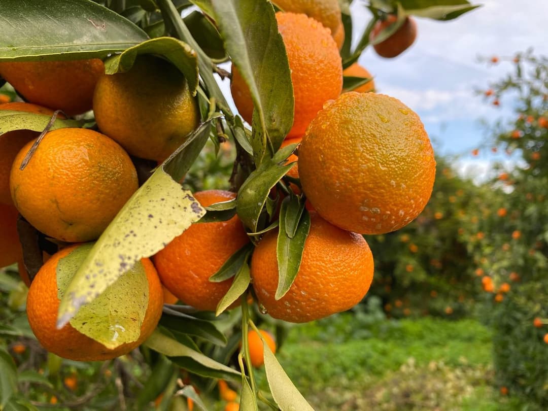 Clementine ClemenRuby di Calabria, agrumeto Peclè Piana di Sibari